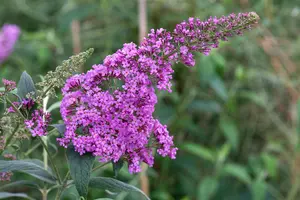 Buddleja dav. 'Border Beauty'