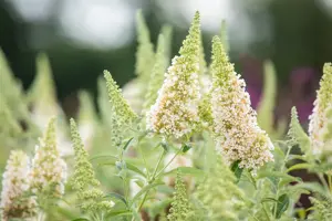 Buddleja dav. 'Buzz? Ivory'