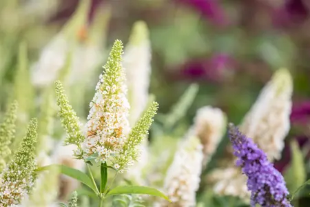 Buddleja dav. 'Buzz? Ivory' - 3 Ltr pot - image 2