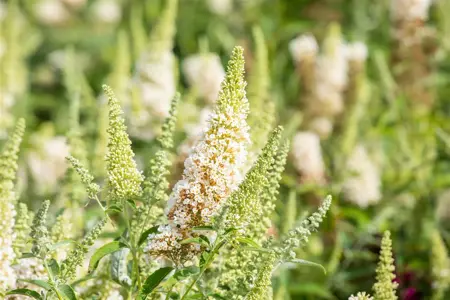 Buddleja dav. 'Buzz? Ivory' - 3 Ltr pot - image 3