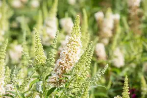 Buddleja dav. 'Buzz? Ivory' - 3 Ltr pot - image 3