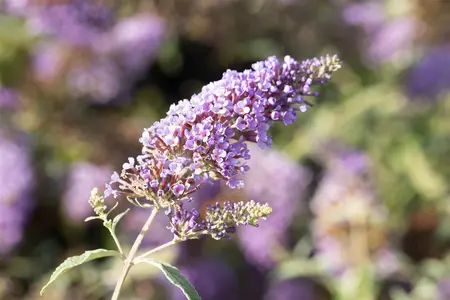 Buddleja dav. 'Buzz? Midnight' - 3 Ltr pot - image 1