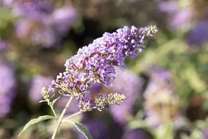 Buddleja dav. 'Buzz? Midnight'