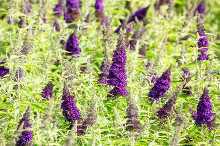 Buddleja dav. 'Buzz? Midnight' - 3 Ltr pot - image 2