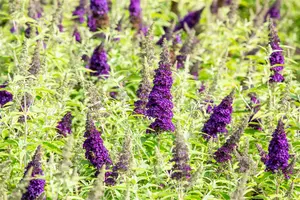 Buddleja dav. 'Buzz? Midnight' - 3 Ltr pot - image 2