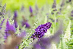 Buddleja dav. 'Buzz? Midnight' - 3 Ltr pot - image 4