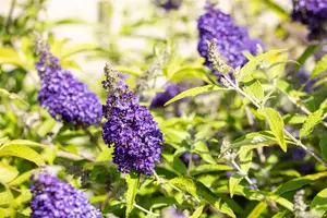 Buddleja dav. 'Buzz? Midnight' - 3 Ltr pot - image 5