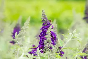 Buddleja dav. 'Buzz? Midnight' - 3 Ltr pot - image 3