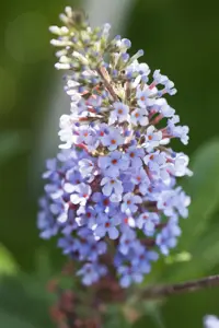 Buddleja dav. 'Buzz? Sky Blue'