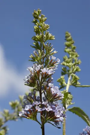 Buddleja dav. 'Buzz? Sky Blue' - 3 Ltr pot - image 2