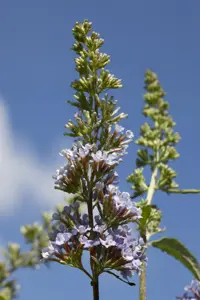 Buddleja dav. 'Buzz? Sky Blue' - 3 Ltr pot - image 2