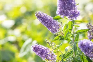 Buddleja dav. 'Buzz? Sky Blue' - 3 Ltr pot - image 3