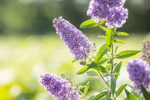 Buddleja dav. 'Buzz? Sky Blue' - 3 Ltr pot - image 4