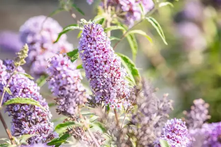 Buddleja dav. 'Buzz? Sky Blue' - 3 Ltr pot - image 5