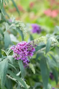 Buddleja dav. 'Buzz? Violet' - 3 Ltr pot - image 4