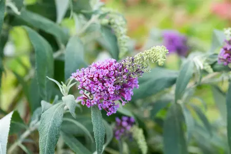 Buddleja dav. 'Buzz? Violet' - 3 Ltr pot - image 3