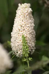 Buddleja dav. 'Duo Pink/White' - 2 Ltr pot - image 3