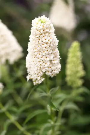Buddleja dav. 'Duo Purple/White' - 2 Ltr pot - image 2