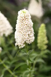 Buddleja dav. 'Duo Purple/White' - 2 Ltr pot - image 2