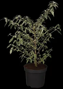 Buddleja dav. 'Ellen's Blue'