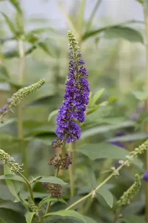 Buddleja dav. 'Empire Blue' - LINERS 28 CEL TRAY P9 SIZE - image 1