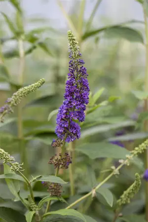Buddleja dav. 'Empire Blue' - 5 Ltr pot - image 1