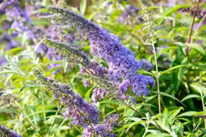 Buddleja dav. 'Empire Blue' - 2 Ltr pot - image 4