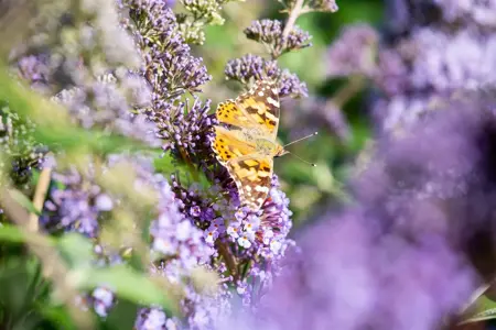 Buddleja dav. 'Empire Blue' - LINERS 28 CEL TRAY P9 SIZE - image 2