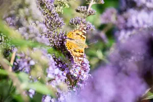 Buddleja dav. 'Empire Blue' - LINERS 28 CEL TRAY P9 SIZE - image 2