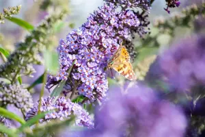Buddleja dav. 'Empire Blue' - LINERS 28 CEL TRAY P9 SIZE - image 3