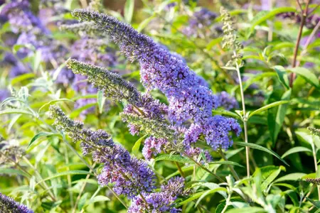 Buddleja dav. 'Empire Blue' - LINERS 28 CEL TRAY P9 SIZE - image 4