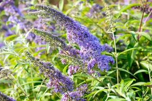 Buddleja dav. 'Empire Blue' - 50-60 CM C10 - image 4