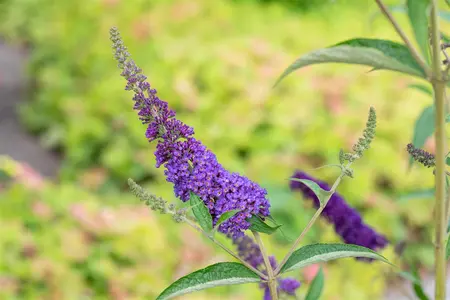 Buddleja dav. 'Empire Blue' - 60-70 CM C10 - image 5