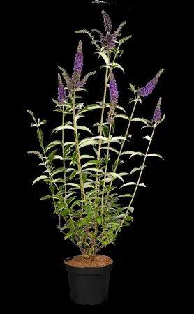 Buddleja dav. 'Empire Blue' - 2 Ltr pot - image 5