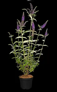 Buddleja dav. 'Empire Blue' - 2 Ltr pot - image 5