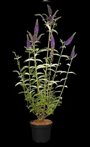 Buddleja dav. 'Empire Blue' - 5 Ltr pot - image 5