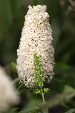 Buddleja dav. 'Groovy Grape'? - 30-40 CM C3.5 - image 3