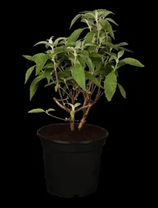 Buddleja dav. 'Groovy Grape'? - 60-70 CM C10 - image 5