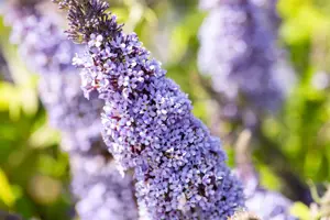 Buddleja dav. 'Gulliver'