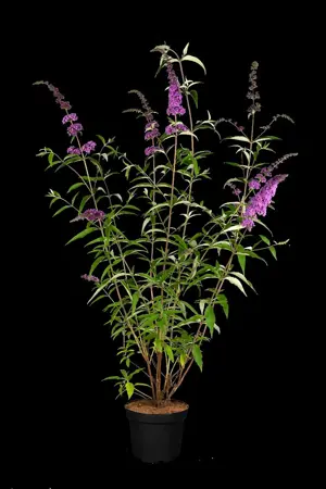 Buddleja dav. 'Ile de France' - 2 Ltr pot - image 2