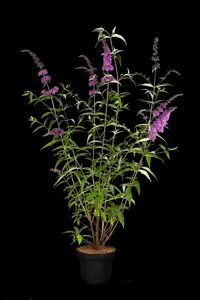 Buddleja dav. 'Ile de France' - 2 Ltr pot - image 2