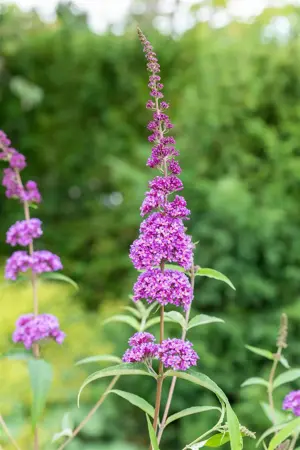 Buddleja dav. 'Ile de France' - 2 Ltr pot - image 4