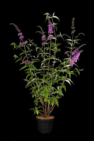 Buddleja dav. 'Ile de France' - 5 Ltr pot - image 2