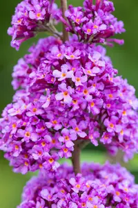 Buddleja dav. 'Ile de France' - 60-80 CM C7.5 - image 5
