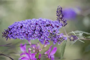 Buddleja dav. 'Ile de France'