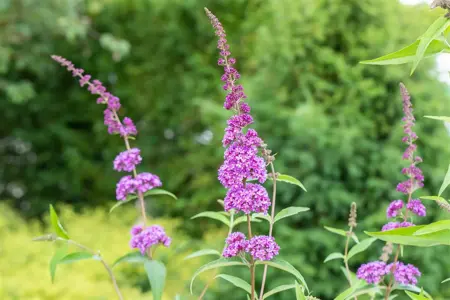 Buddleja dav. 'Ile de France' - 2 Ltr pot - image 3