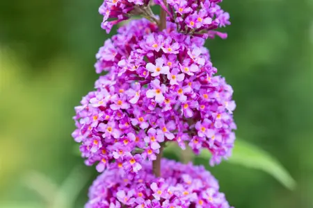 Buddleja dav. 'Ile de France' - LINERS 28 CEL TRAY P9 SIZE - image 5