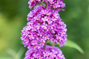 Buddleja dav. 'Ile de France' - 50-60 CM C7.5 - image 3