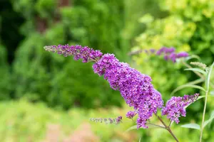 Buddleja dav. 'Ile de France' - 40-50 CM C2 - image 5