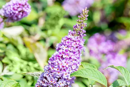 Buddleja dav. 'Lilac Cascade' - 40-60 CM C10 - image 2